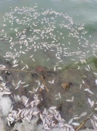 Мертвая рыба в Карнауховке