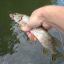 Отчет о рыбалке в Валуйках на реке Оскол 6