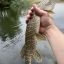 Отчет о рыбалке в Валуйках на реке Оскол 1